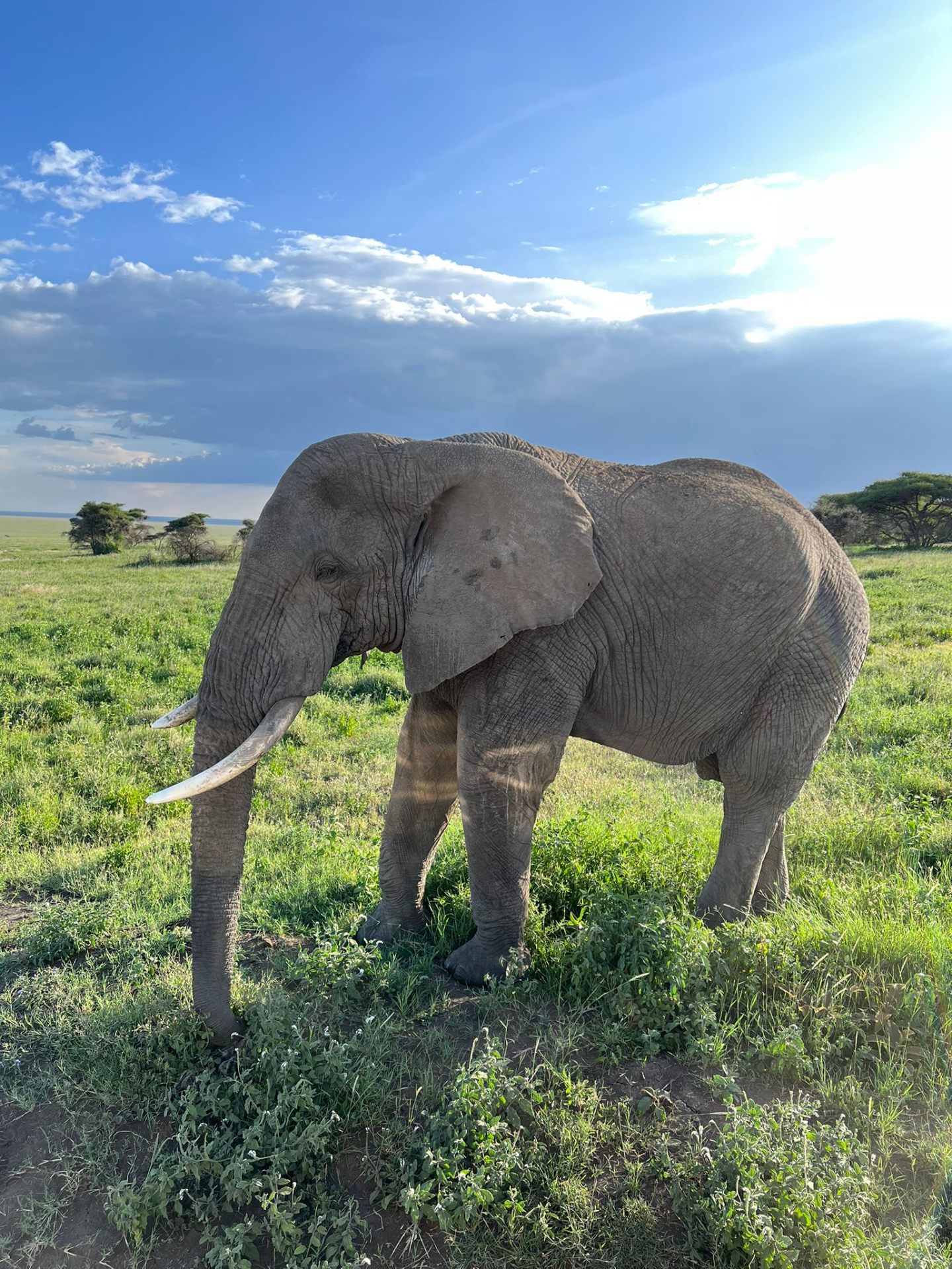 Elephant in the Serengeti