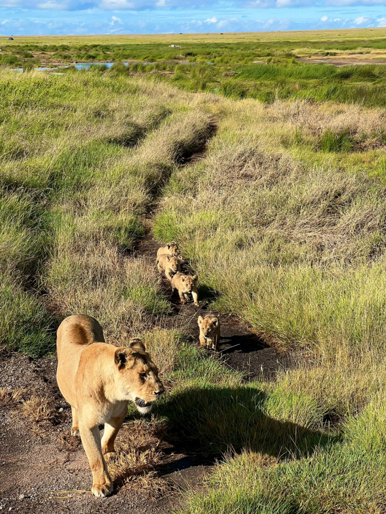 Lioness with cubs in the Serengeti