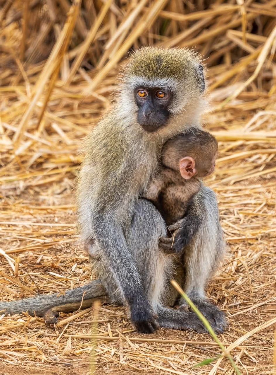 Vervet monkey with baby in the grass