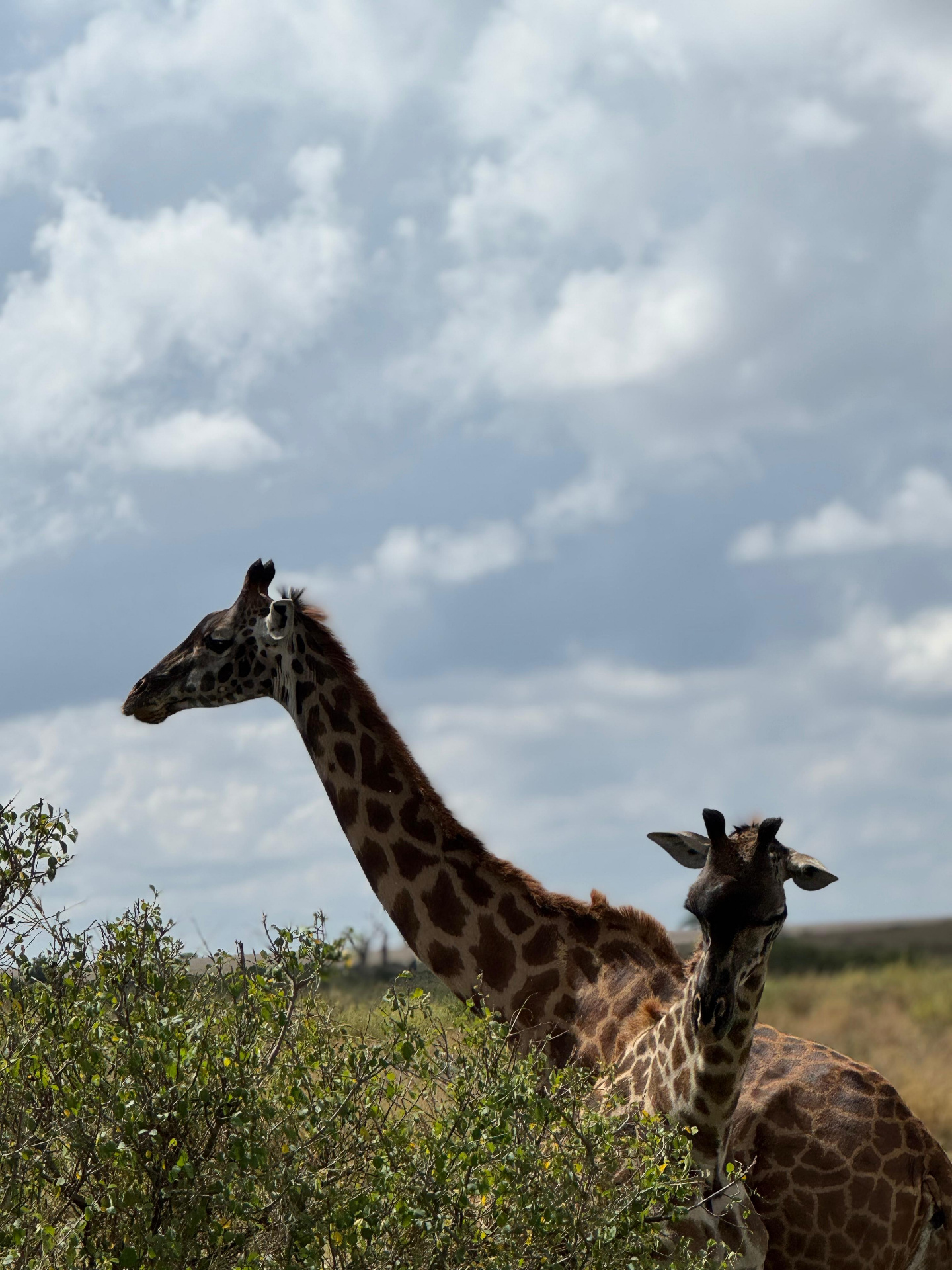 Giraffes in the Serengeti