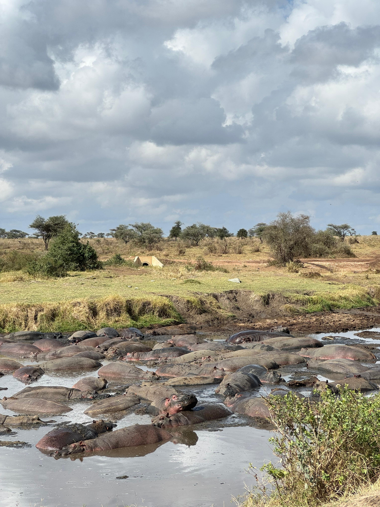 Hippos resting in a Serengeti waterhole