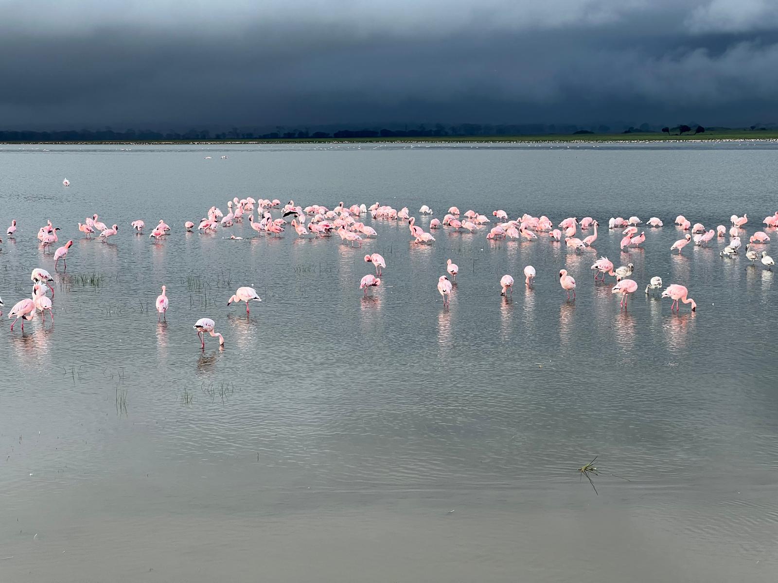 Flamingos gathered on a lake in Tanzania