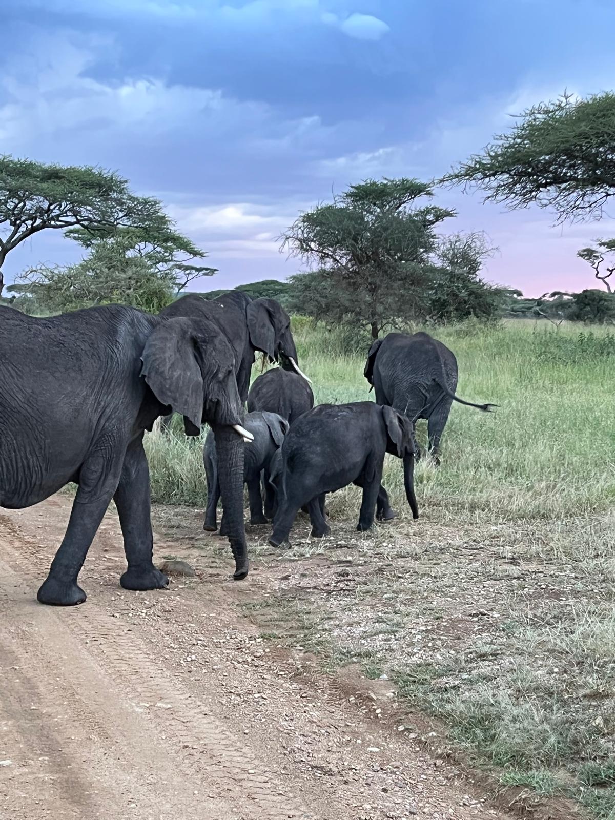 Tarangire National Park