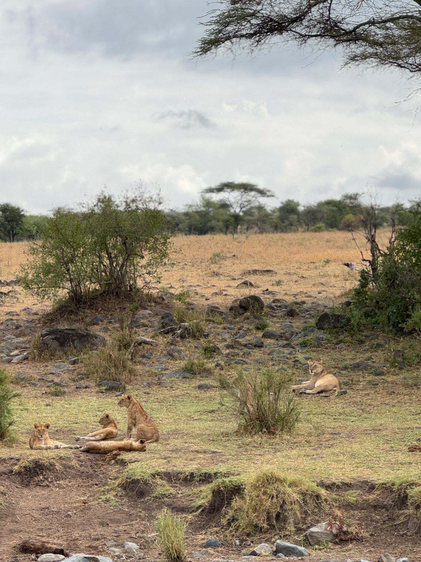 Lion pride in the Serengeti