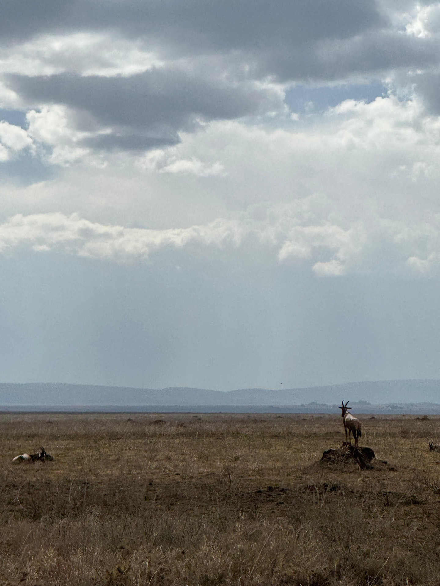 Antelope on the open Serengeti plains
