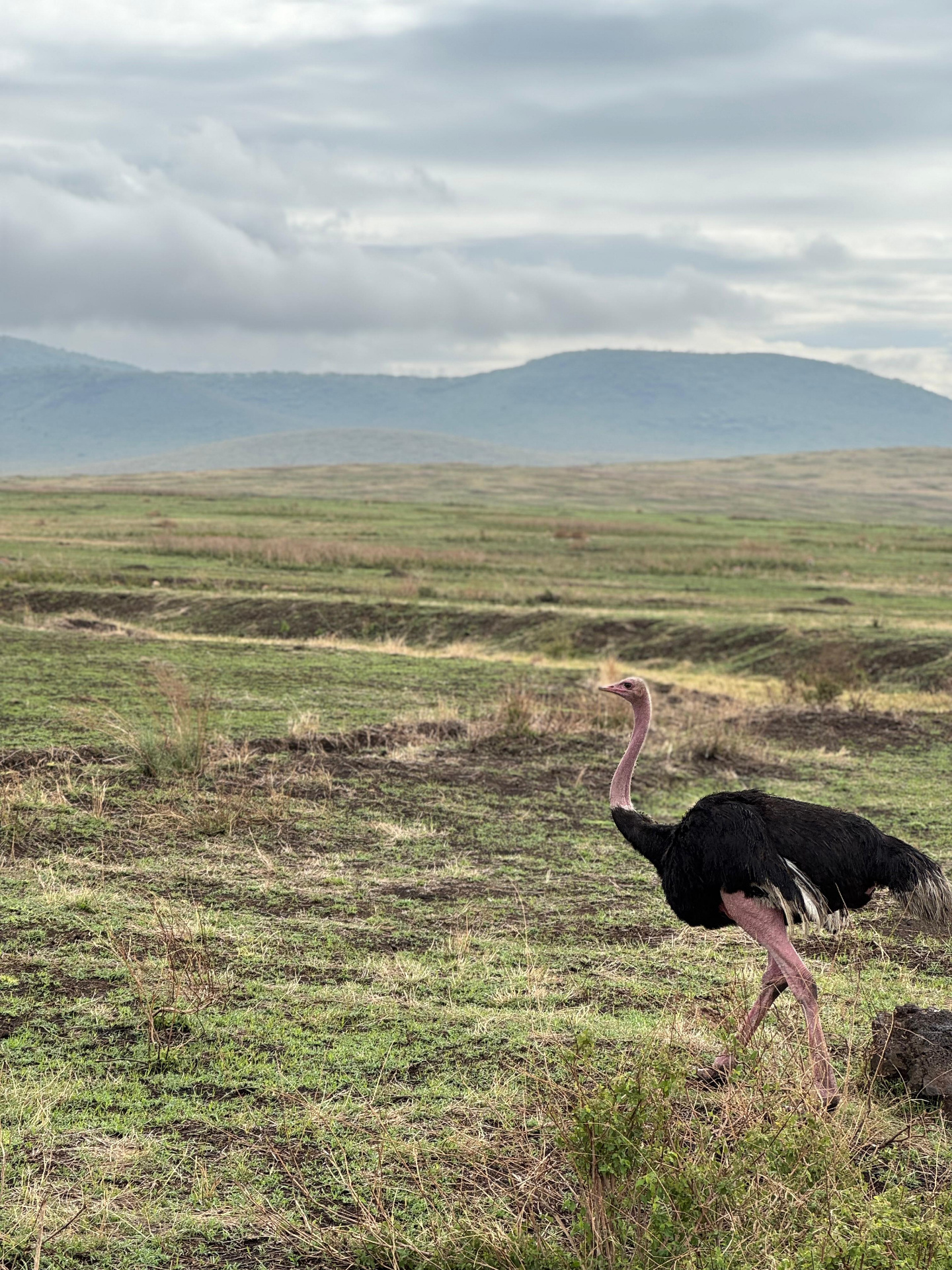 Ostrich in Ngorongoro