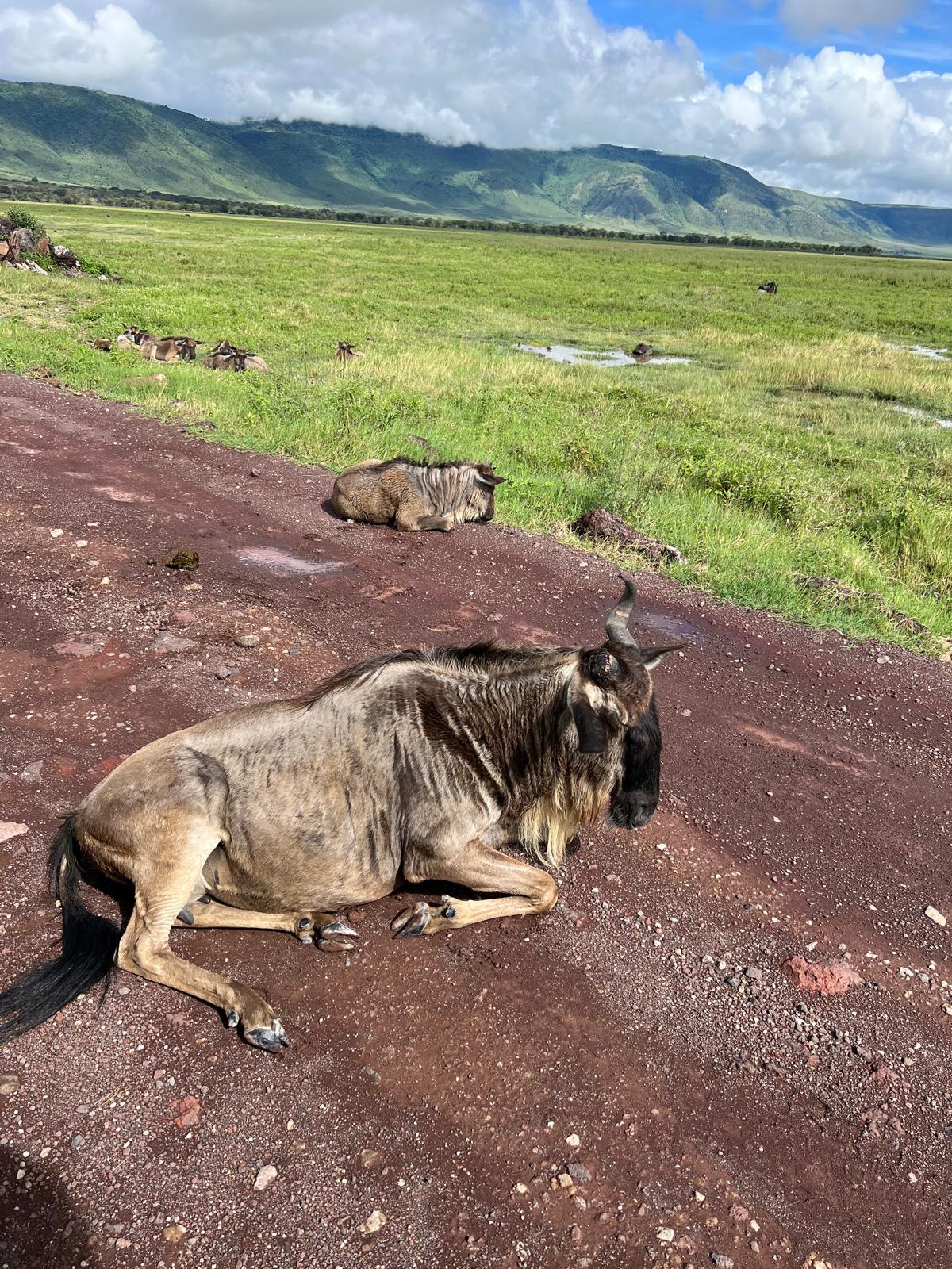 Ngorongoro Crater