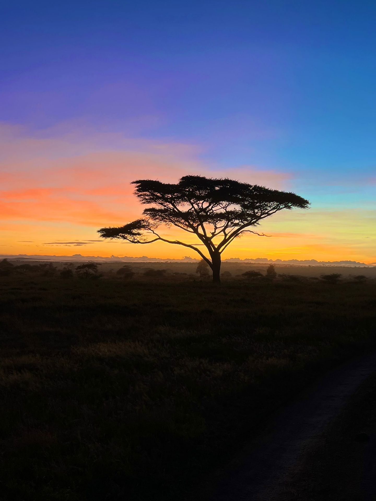 Acacia sunset over the Serengeti